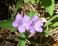 ruellia caroliniensis 2.jpg